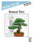 Bonsai Tree