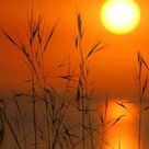 AftenglAud - Sol GAr Under BAl Og Brand