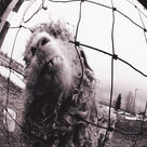 Dissident