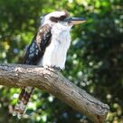 Kookaburra Sits In The Old Gum Tree